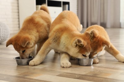 食事中の複数の秋田犬