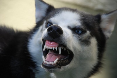 歯をむく犬