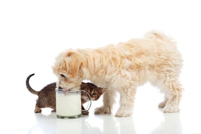 子犬とミルク
