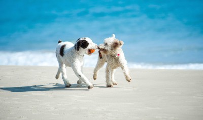 砂浜で遊ぶ二頭の犬