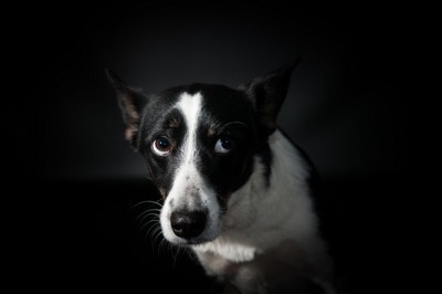 上目遣いで確認する白黒の犬、暗い背景