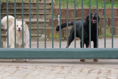 門の向こうで吠える犬2匹