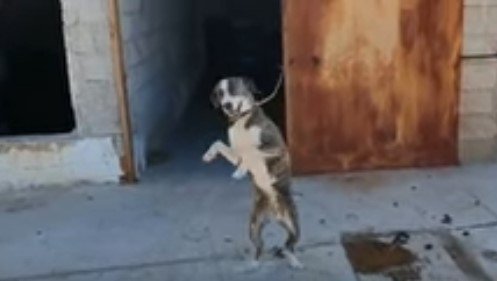 踊っているような犬