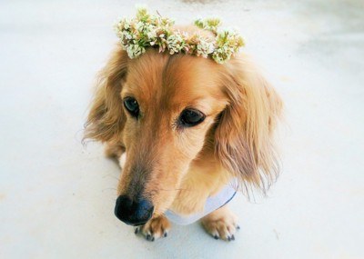花冠をした犬