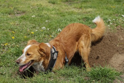 穴を掘ろうとする犬