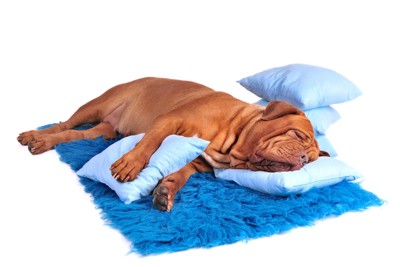 青いクッションで寝る犬