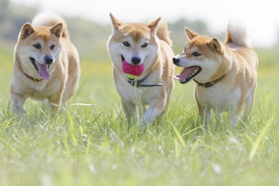 ボールで遊ぶ三頭の柴犬