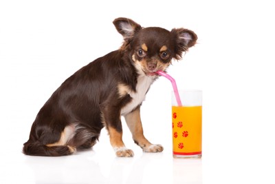犬はオレンジジュースを飲んでも大丈夫！