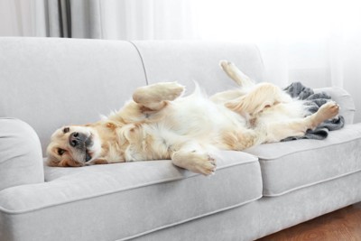 ソファの上で仰向けになってリラックスしている犬