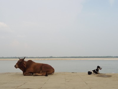 インドのバラナシ川の犬と牛