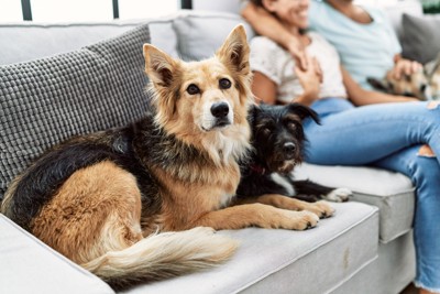 ソファーに座る男女と犬三匹