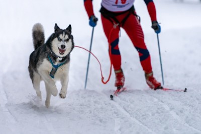 犬とスキー