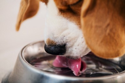 水を飲む犬のアップ
