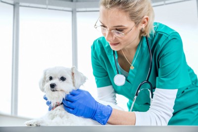 女性獣医と犬