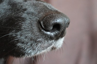 黒い犬の鼻