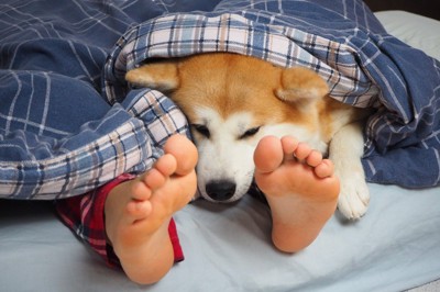 人の足の上で寝る犬