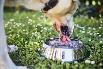 外で水を飲む犬