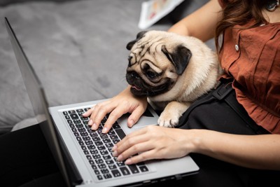 パソコンの画面を見る犬