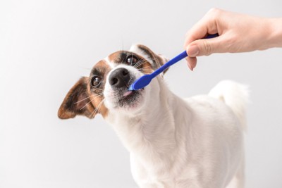 青い歯ブラシと犬