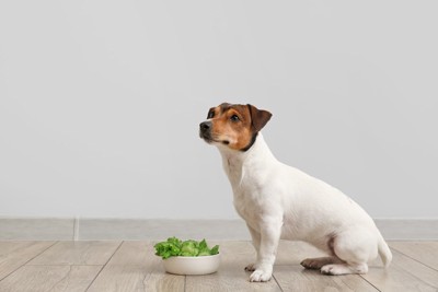白いボウルに緑の野菜と犬