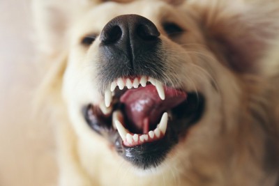 口を開けて歯が見えている犬