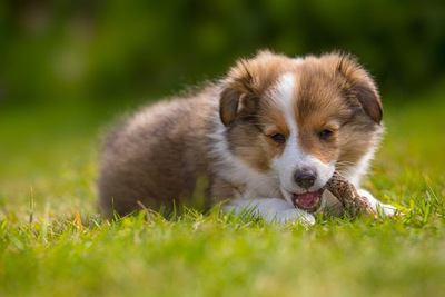 草むらで木の棒を噛むシェットランドシープドッグの幼犬