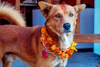 ティハールで花飾りと赤い印を付けられた犬