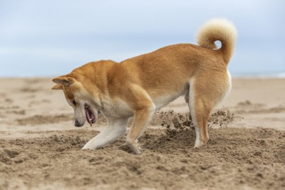 穴を掘る柴犬