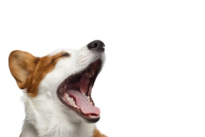 あくびする犬の顔