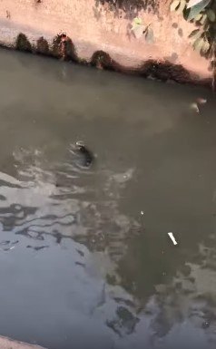 どぶ川を流れる子犬