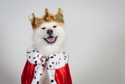 犬の王様