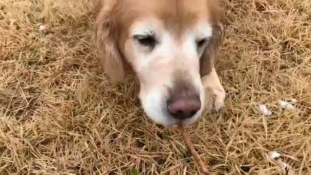 木の棒を咥える犬
