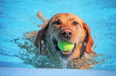 ボールをくわえて泳ぐ犬