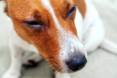 目が腫れている犬の顔のアップ