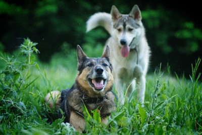 草むらで遊ぶ2頭の犬