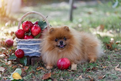 りんごと犬