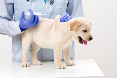ワクチンの接種を受けるラブラドールレトリーバーの子犬