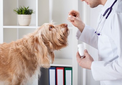 錠剤を持つ獣医師を見つめる犬