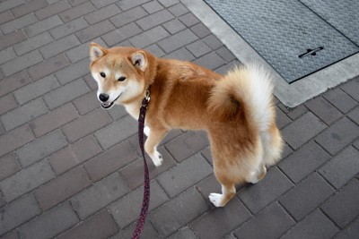 目線を向ける散歩中の犬