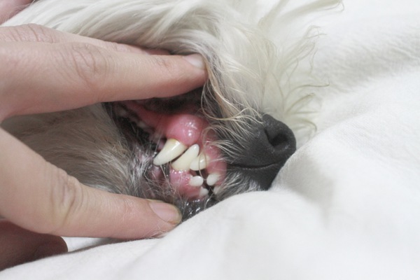 犬の犬歯アップ
