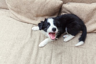ソファーで吠えるボーダーコリーの子犬