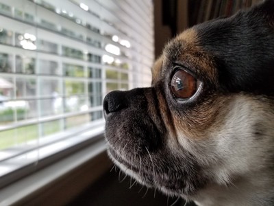 窓の外を見る犬の顔のアップ