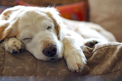 ソファで寝る老犬