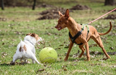 ボールを挟んで喧嘩している2頭の犬