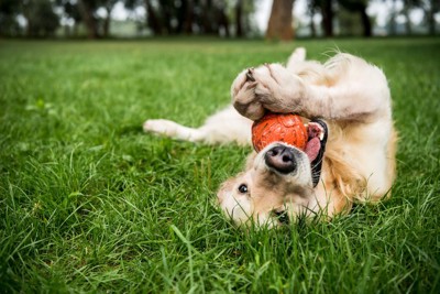 芝生の上に寝転んでボールで遊ぶ犬