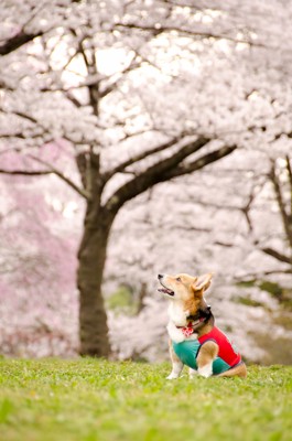 桜とわんちゃん