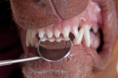 前歯の裏を診察されている犬の口