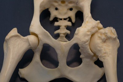 犬の骨の模型