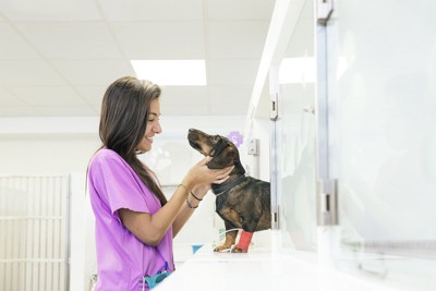 入院中の犬のケアをする女性