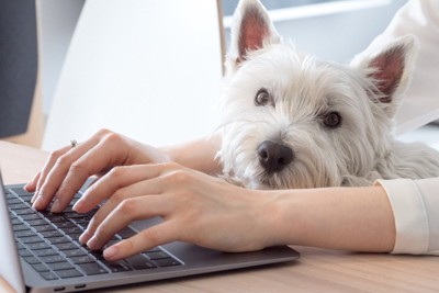 パソコンを打つ手と白い犬